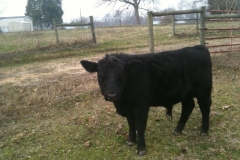 baby-bull