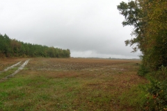 cotton-field