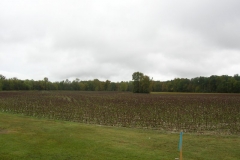 perdue-soybeans-and-adjacent-cotton